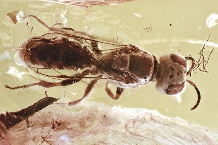 Fossil Sand Wasp (Crabronidae) & Dance Fly (Hybotidae) in Baltic Amber #357906